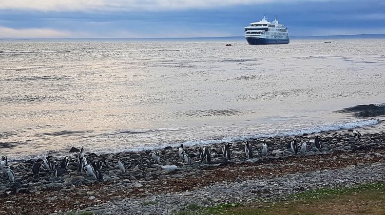 Ilha Magdalena - Patagonia Austral