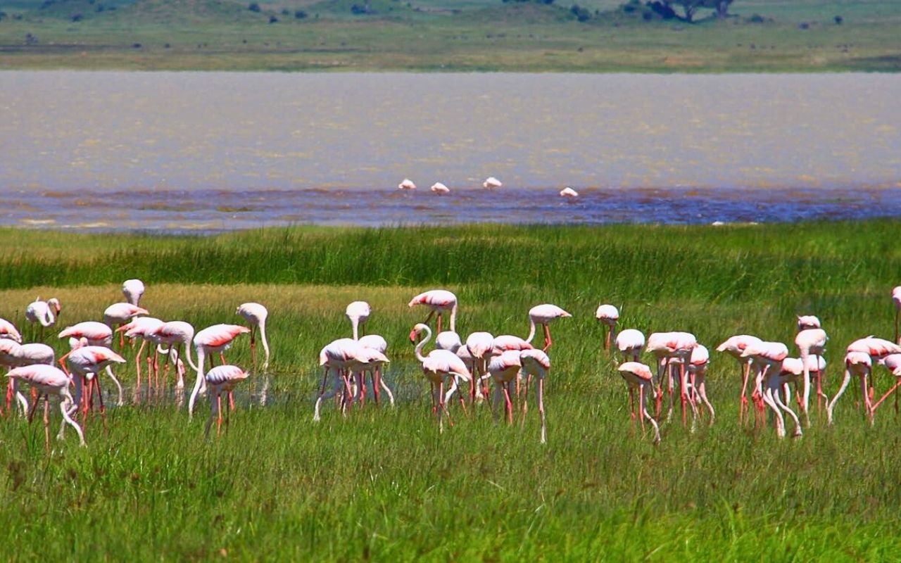 Lago Momela-Tanzania-Africa