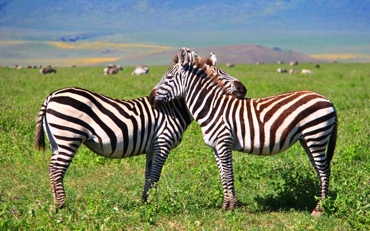 Parque Nacional de Taranguire - Tanzânia - África