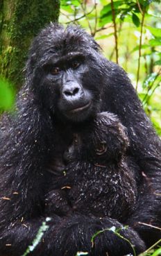 Reserva Biwindi-Uganda-Africa-autoral 2