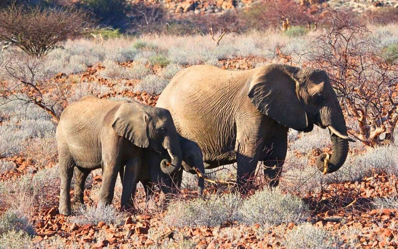 Damaraland-Namibia-Africa-autoral